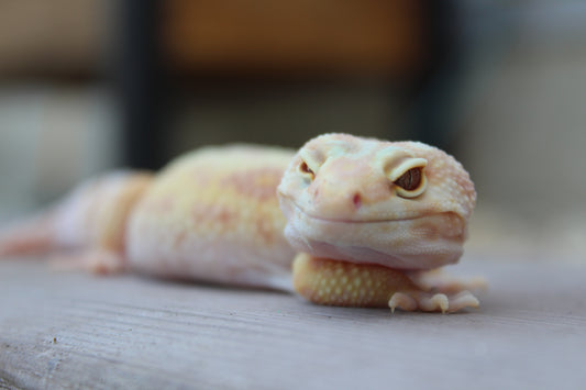 Gecko Posing