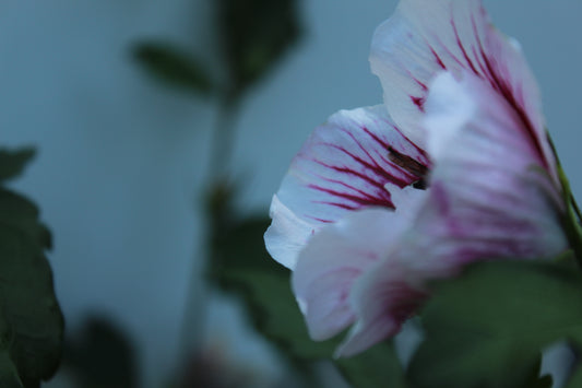First Bloom