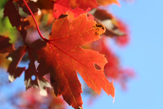Maple