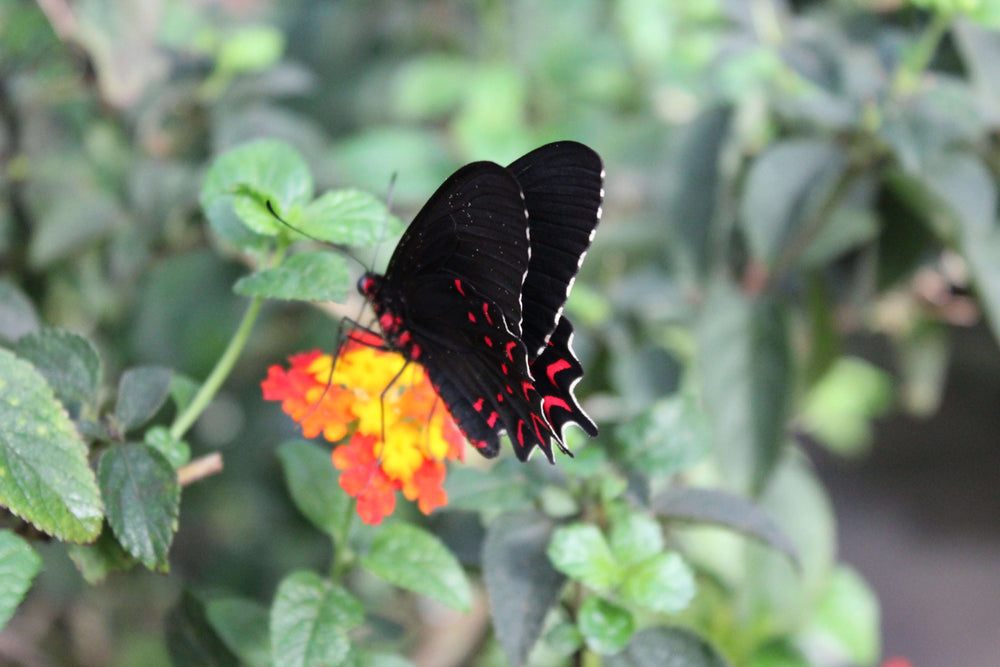 Pollination 4x6 wall art – butterfly at work main photo