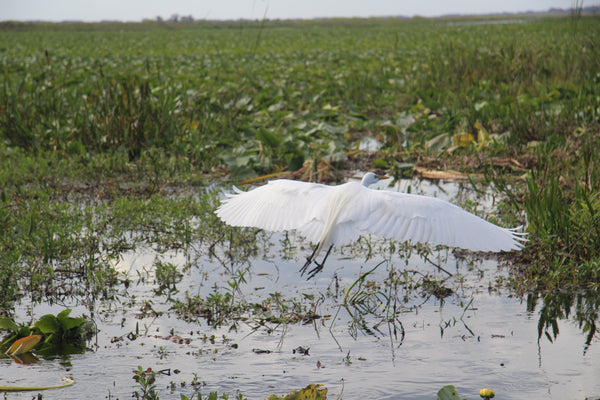 Snowy Egret Taking Flight